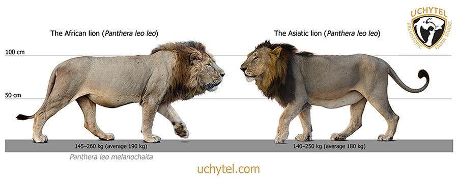 The African and Asiatic lions size Comparison By Rom u On DeviantArt the-african-and-asiatic-lions-size-comparison-by-rom-u-on-deviantart