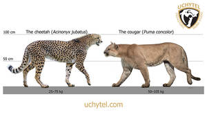 Puma-concolor-and-Acinonyx-jubatus
