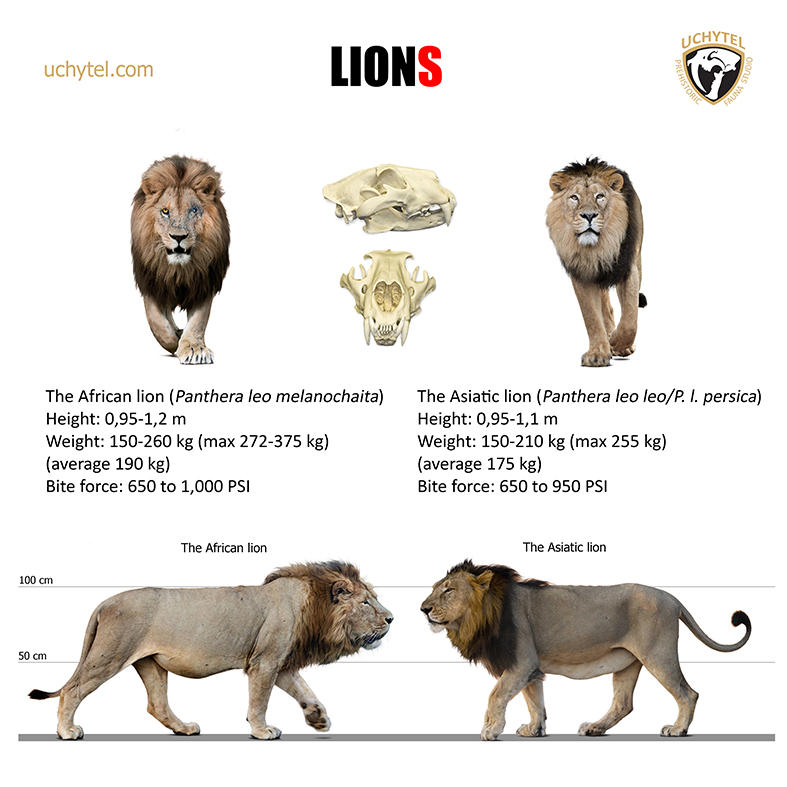 Lions size by Romu on DeviantArt
