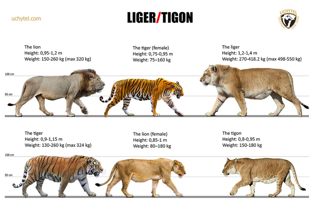 Liger And Tigon size Comparison By Rom u On DeviantArt liger-and-tigon-size-comparison-by-rom-u-on-deviantart