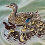 Mrs. Mallard and Ducklings