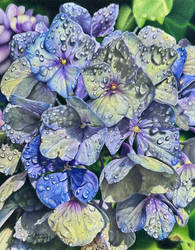 Hydrangeas in the Morning Dew