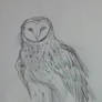 Practice: Barn Owl