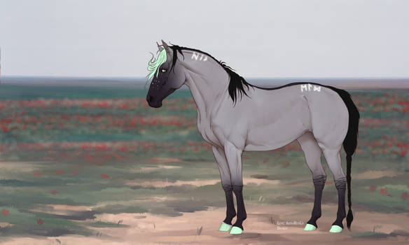 N7871 Adarr - Stallion