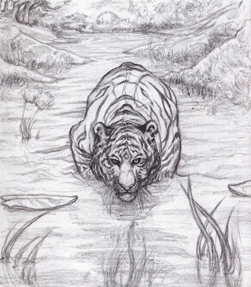 Tiger Sketch