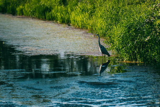 Grey Heron