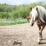 haflinger 1