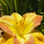 Day Lily