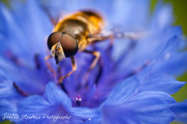 Eristalis nemorum - update