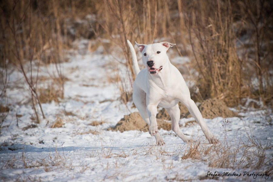 Bull Snowfun