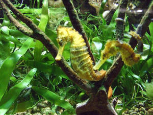 Seahorses