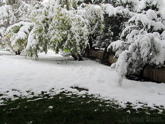 snow in park