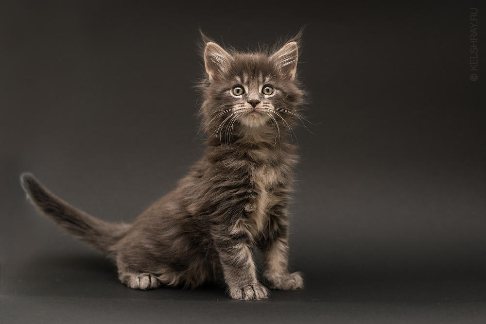 Maine-coon kittens 7 by Kelshray-photo