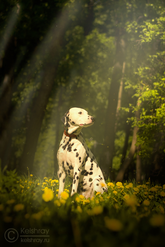 Dalmatian in the woods