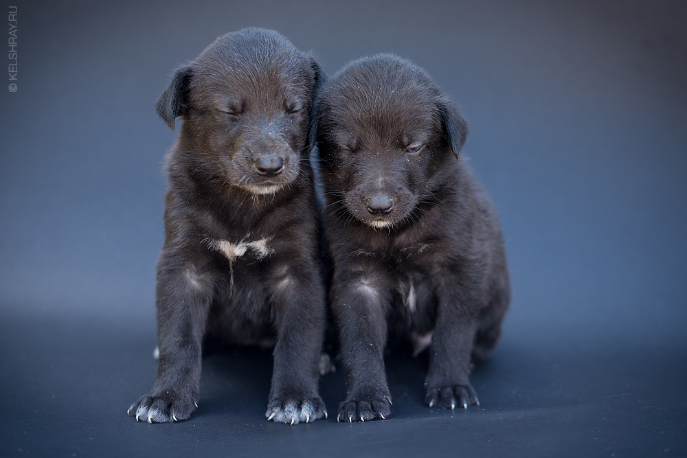 Puppies sleeping