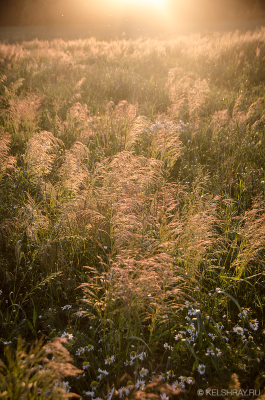 Field - sunset