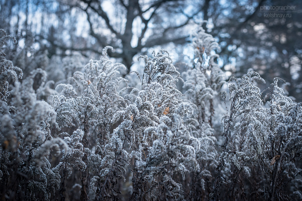 White plants2