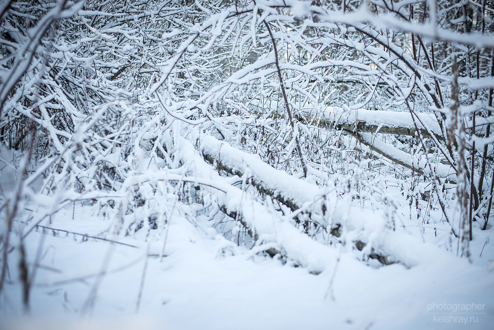 Winter forest (2)