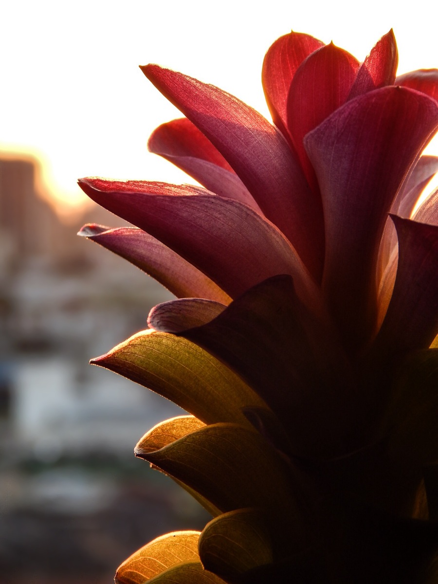 Curcuma Alismatifolia