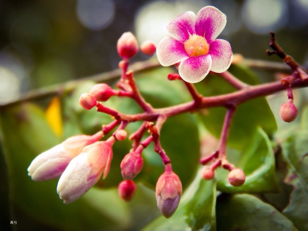 Carambola Flower