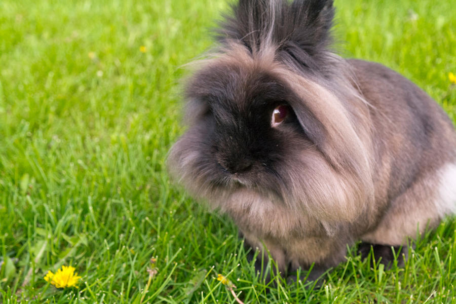 Raphaela Rabbit Ophelia by LaughingLagomorph on DeviantArt