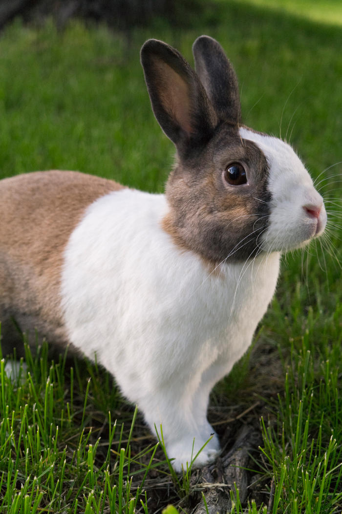 Samantha by LaughingLagomorph on DeviantArt