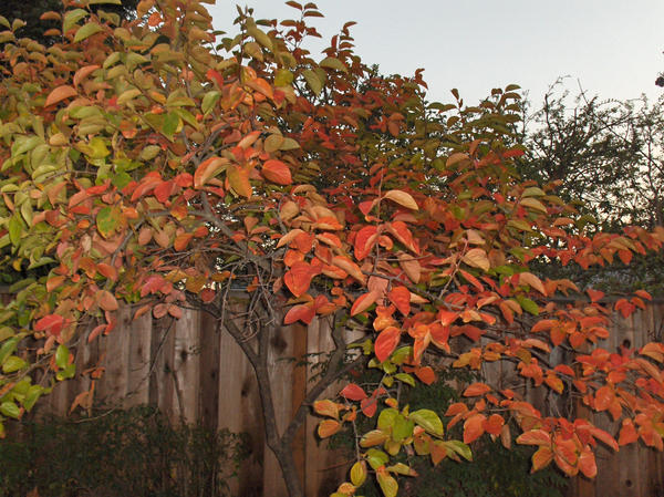 tree in my backyard