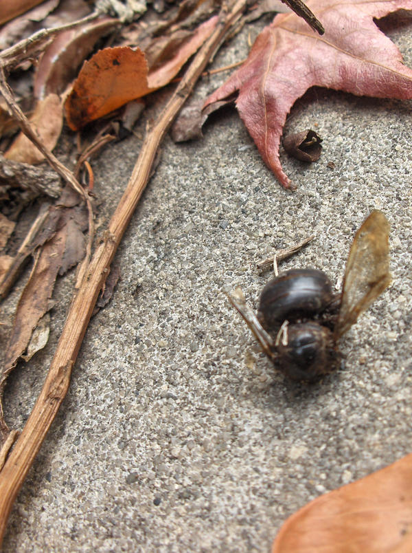 death of a bee