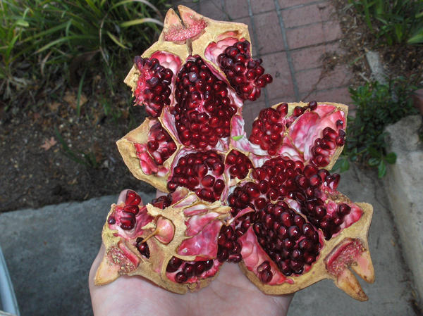 pomegranate 7