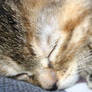 Catnip Dreams