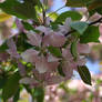 Spring Blossoms