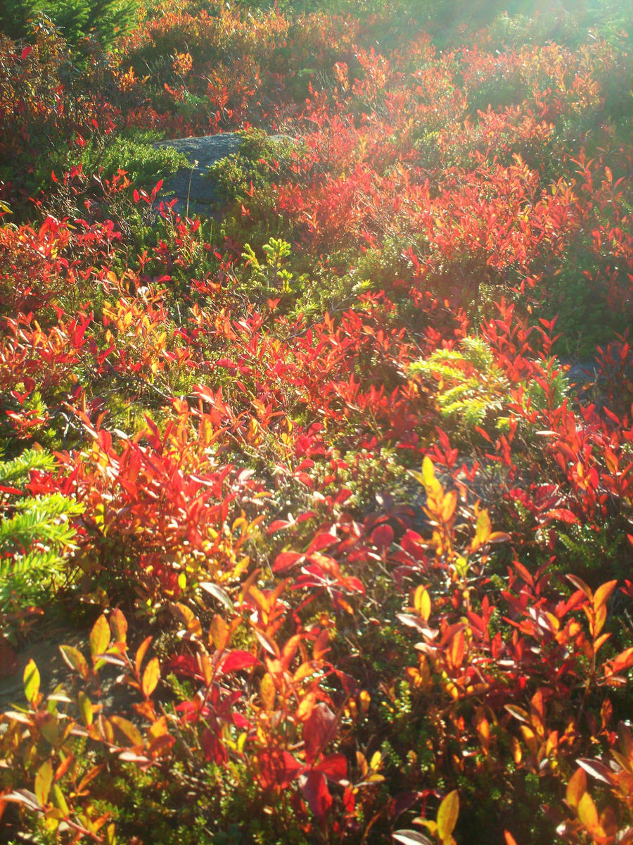 mountain plants