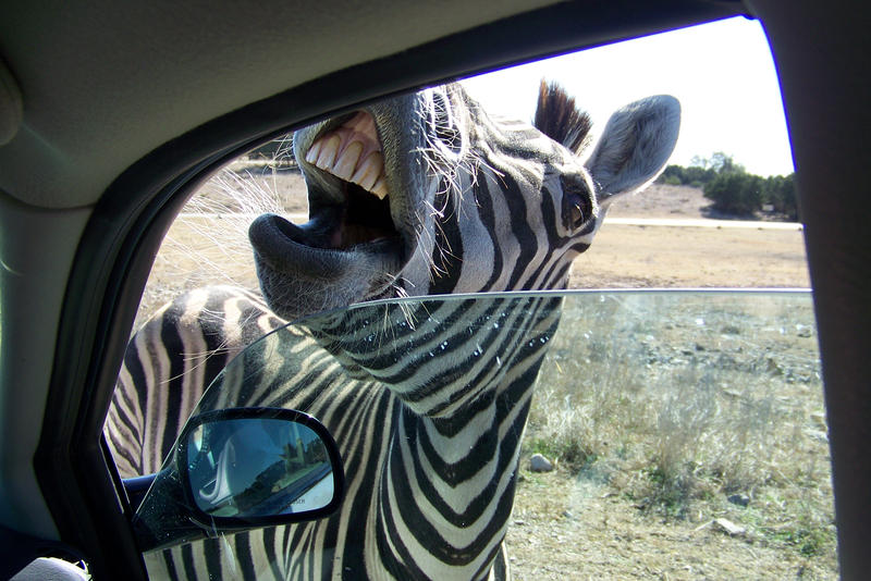 Angry Mini Zebra Angry Zebra by Internal-Happiness on DeviantArt