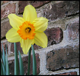 Daffodil on Brick