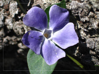 Purple Flower I