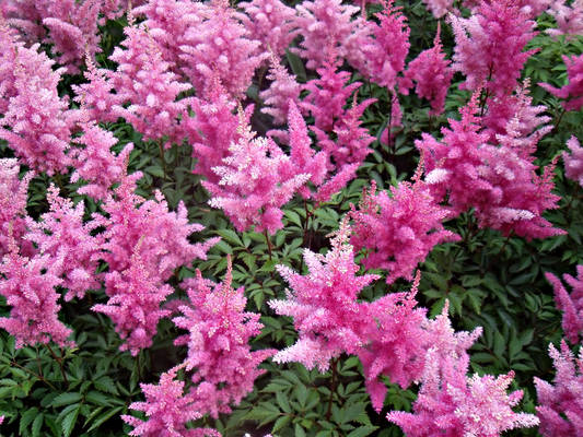 pink flowers II