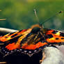 Butterfly 2