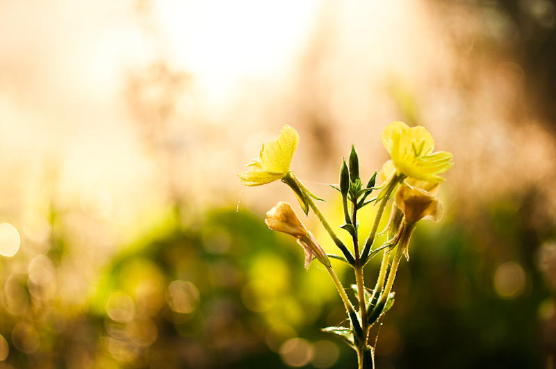 Beautiful Backlight Beautiful backlight by luxuss on DeviantArt