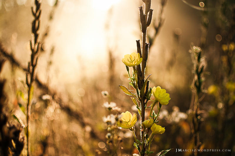 Beautiful Backlight Beautiful backlight by luxuss on DeviantArt