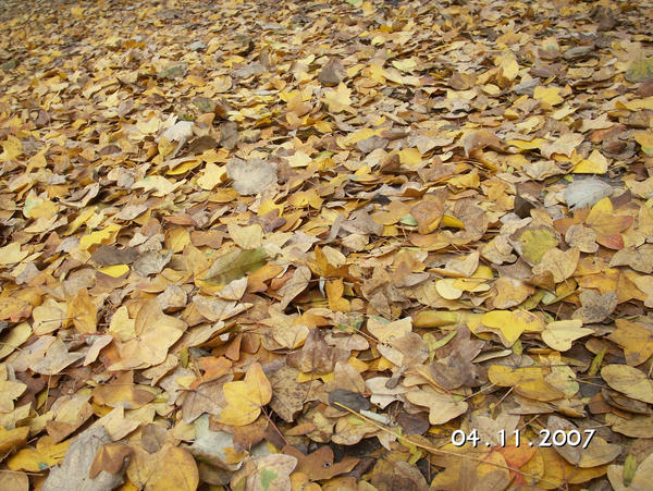 Covor ruginit by douapuncteics on DeviantArt