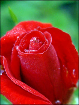 Dewy rose