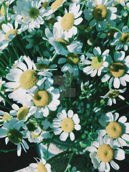 Daisy Days