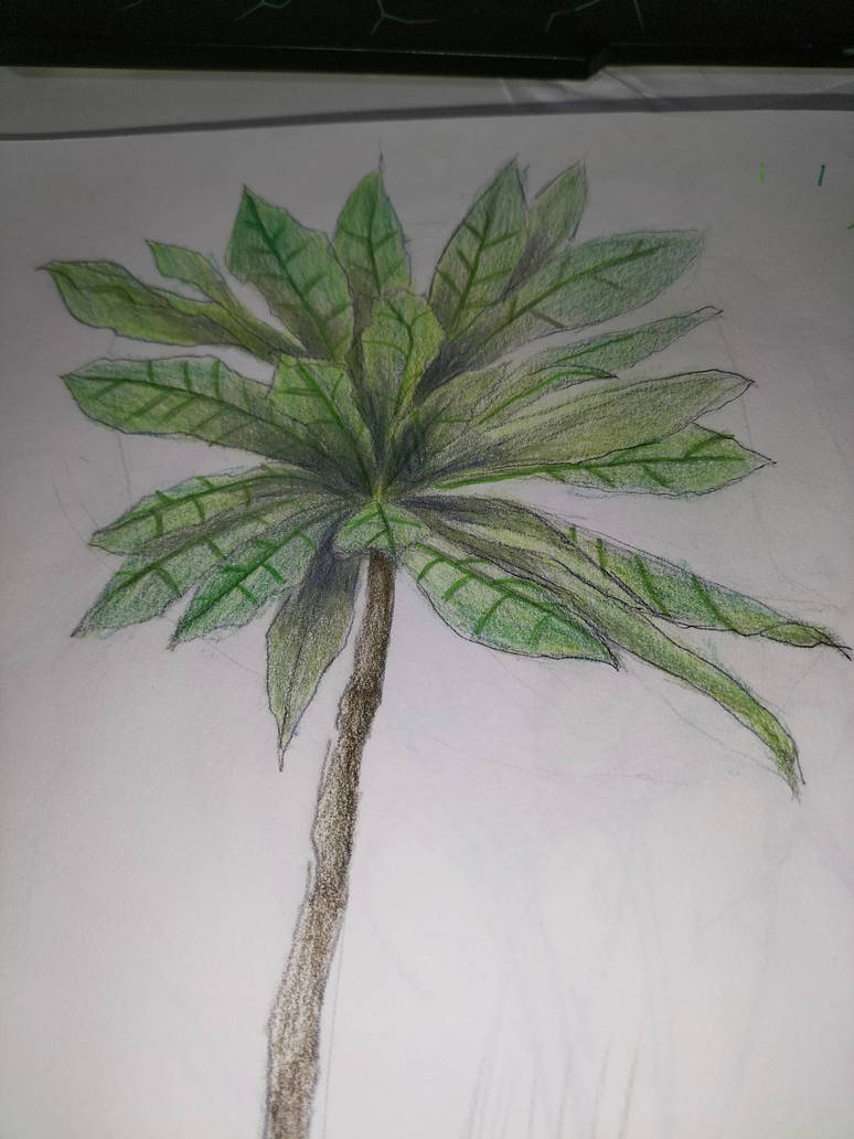 Young boxfruit tree by Sheyrne on DeviantArt