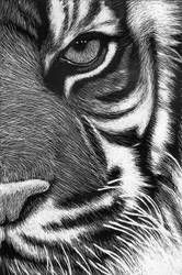 scratchboard tigre