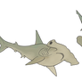 Hammerhead Sharks