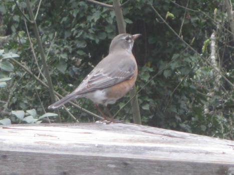 Robin on the railing