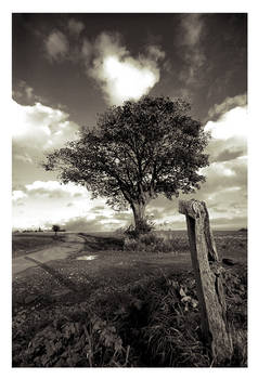 Mothers Tree And Her Mail