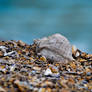 Dusty Seashell