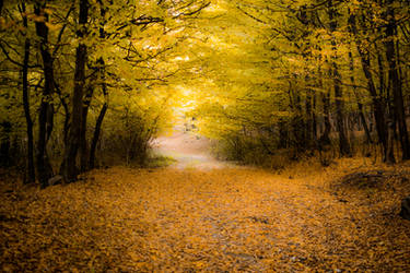 Forest Path