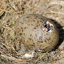 Seagull egg